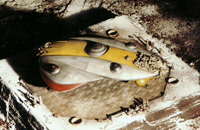 Loyalist Shuttle on Necros